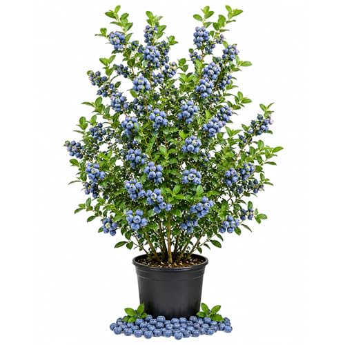 Blueberry Plant 2-3 Feet Tall in 2 Gallon Pot, Live Blueberries Fruit Bush for Garden, Patio...