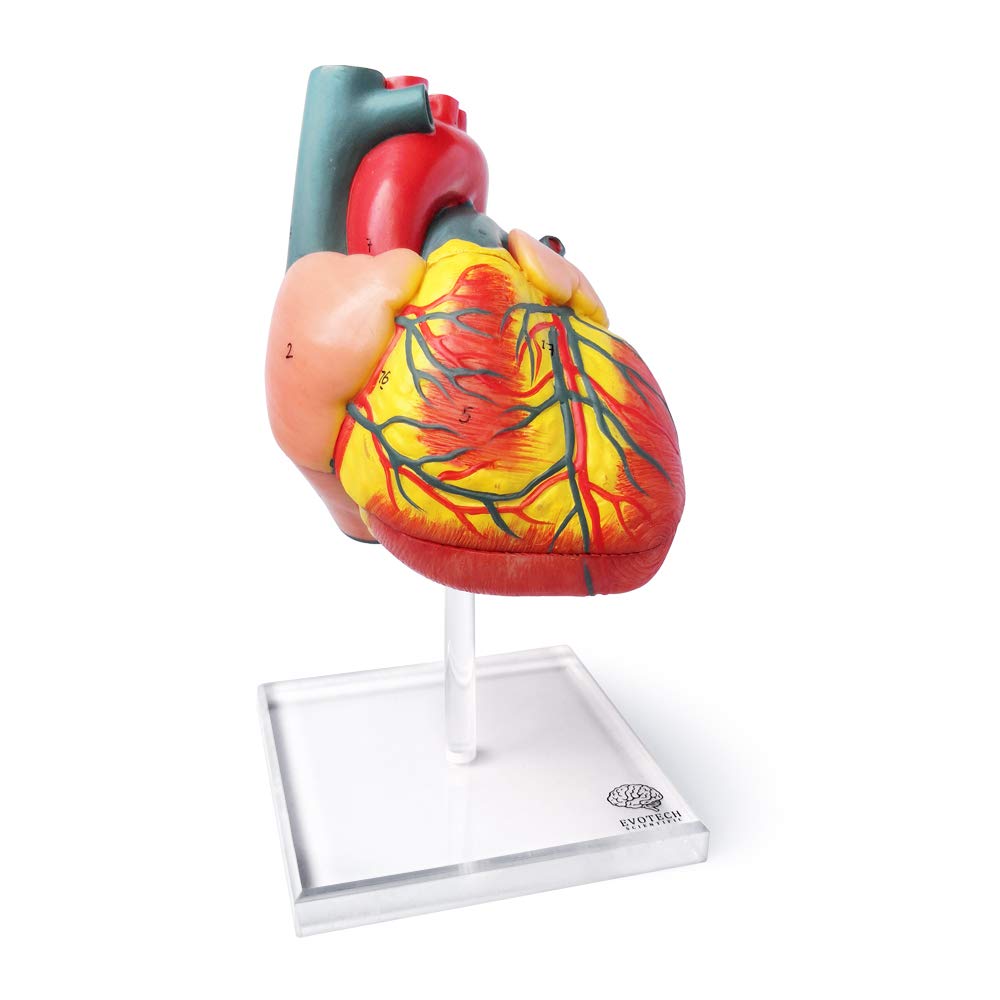 Buy Evotech Scientific Human Heart Model For Anatomy, 2 Part Heart