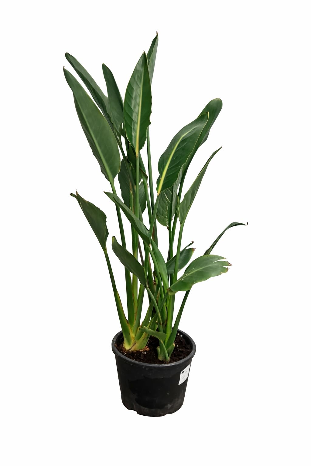 Strelitzia reginae 80–100 cm – Paradiesvogelblume, exotische Zimmerpflanze, 2–3 Pflanzen im Topf, 5–6 Jahre alt, pflegeleicht, dekorativ für Wohnzimmer, Büro & Wintergarten