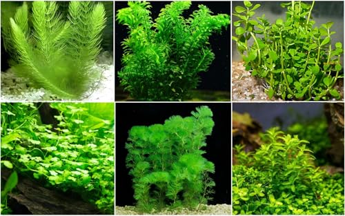 CANTON AQUATICS Low Light Aquatic Plant Set - Beginner-Friendly Live Aquarium Plants | Easy Care, Thrives in Low Light | Natural Filtration & Freshwater Tank Decor - Single Pack (6 Bunches)