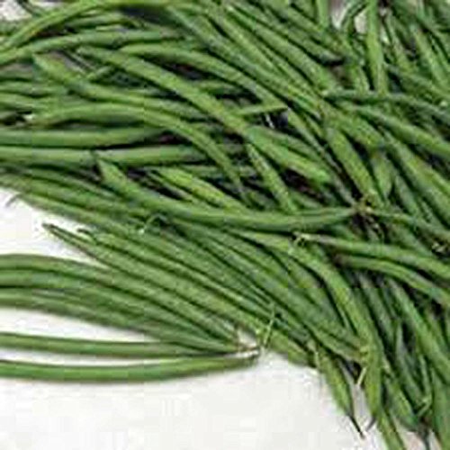 Bean Seed, Burpee Stringless Green Bush Bean Seeds, Organic, Non-GMO, 1000 Seeds