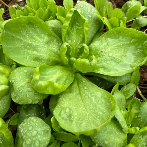 semillas de crisantemo comestibles, cobertura del suelo, perenne resistente Glebionis coronaria, semillas de hierbas de jardín semillas de hortalizas, jardín balcón semillas de plantas 500pcs