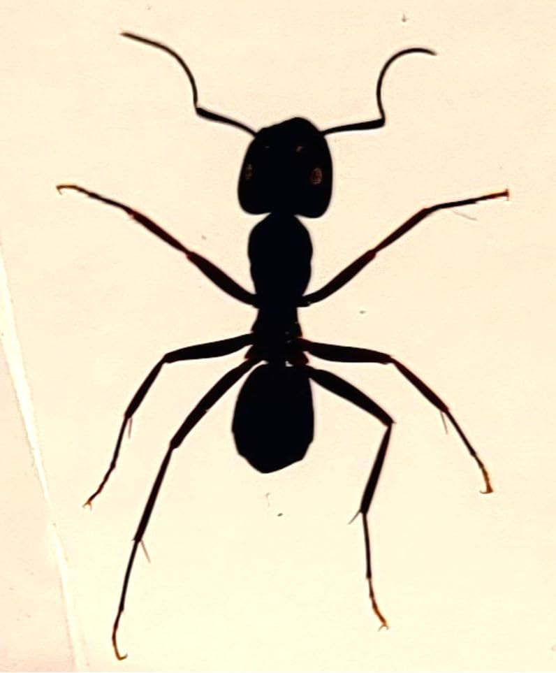 Hormiga tejedora real de 1.457 in en resina de lucita cristalina, espécimen preservado de polyrhachis inmersiones, insectos, taxidermia, colección