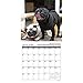 2017 Pug Mugs Mini Wall Calendar