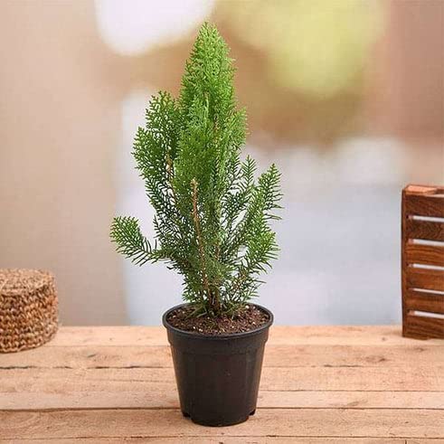 BHAJANLAL GREENERY Morpankh Live Plant with Pot (B07H4ZHBCD) Amazon Price History, Amazon Price Tracker