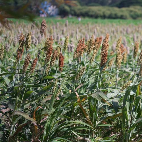 Outsidepride Japanese Millet Seed - 5 Lbs Warm Season Annual Grass Seed for Wildlife Food Plots Waterfowl Turkey Quail Dove & Deer Fast Growing Grain Cover Crop Forage & Grazing Seed
