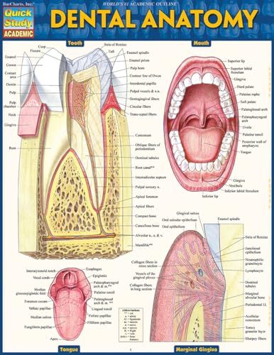 Quickstudy 9781423233107 Dental Anatomy Quickstudy Laminated Study Guide thumb #1