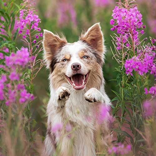 Pflanzliche Medizin f&uuml;r Tiere