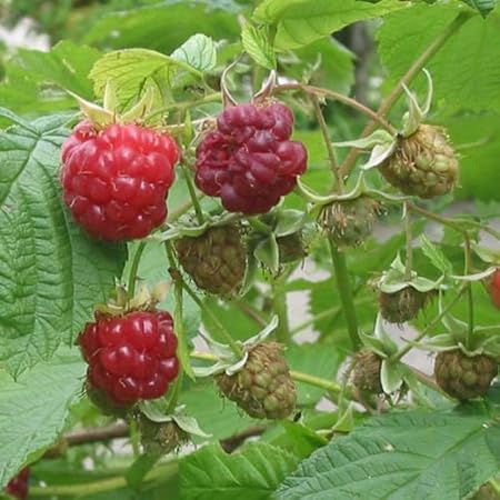 Amazon ラズベリー 木いちご 豊産性二季成りマリージェーン R 3 5号ポット 果物