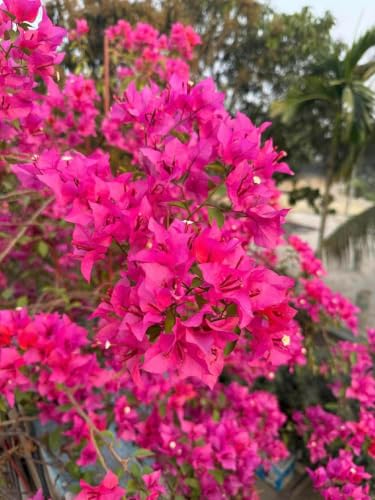Image of RARE PINK BOUGAINVILLEA LIVE FLOWER PLANT || HEALTHY LIVE PLANT WITH GROW BAG & SECURE PACKING || BEAUTIFUL FLOWER GARDEN DECORATION (PINK)