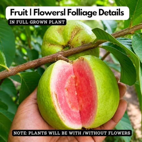 Image of Taiwan Pink Guava, Rare Dwarf Variety, Grafted Live Plant Short Time Fruit,Pack of 1