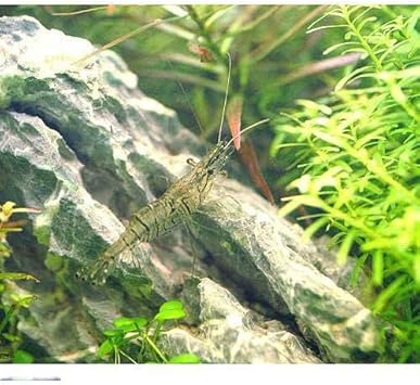 Amazon エビ スジエビ 20匹 北海道航空便要保温 Charm チャーム 観賞魚 水中生物 通販 Amazon エビ スジエビ 20匹 北海道航空便要保温 Charm チャーム 観賞魚 水中生物 通販