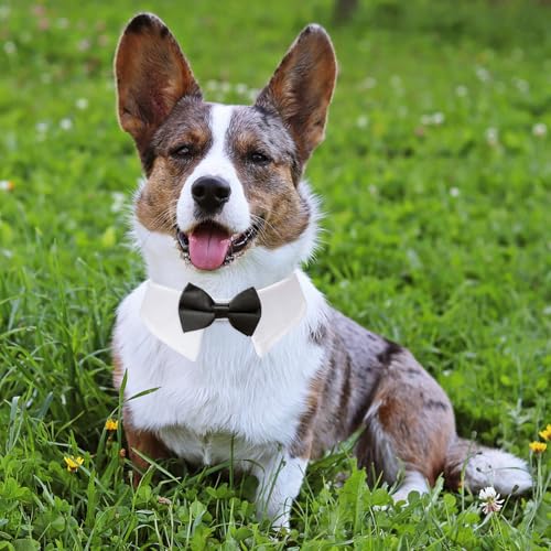 Image of Dog Bowtie, KOOLMOX Tux Dog Collar for Weddings with Handcrafted Adjustable White Collar and Black Tie, Classic Neck Tie for Small to Medium Dogs Cats Puppies Valentine's Costumes