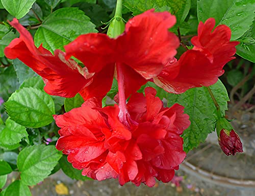 Aiden Gardens Dwarf Exotic Hibiscus Red Double  Single petal Beautiful flowering plant 1 Healthy live Plant (B09541F7VZ) Amazon Price History, Amazon Price Tracker