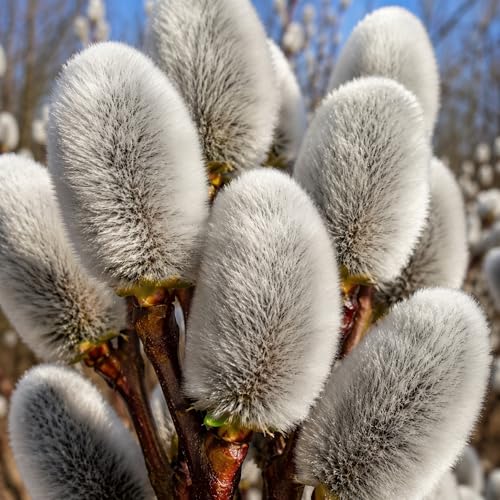 Rabbit Foot Willow Bush Cuttings to Grow (5 Pack) – Pussy Willow (Salix caprea) Live Plant Cuttings – Easy to Root – Huge Fuzzy Catkins – Spring Blooming Ornamental Branches -Grow 5 Plants