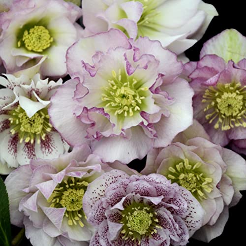 Pretty in Pink Perennial Hellebore