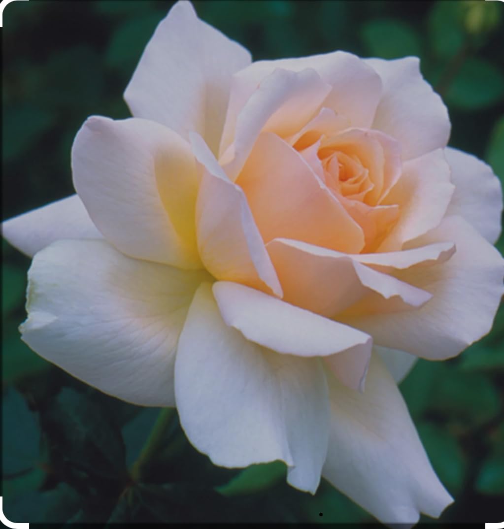 Chandos Beauty Bush Rose, Gold Standard Award Winner, Pale Apricot Blooms, Strong Fruity Fragrance, 3 Litre Pot