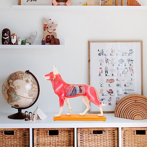 Scicalife 21D6452A4DP14VPHGOICMNY 4D Vision Dog Anatomy Model, Dog Model Anatomy Teaching Tool Animal Pressure Points Veterinary Training thumb #6