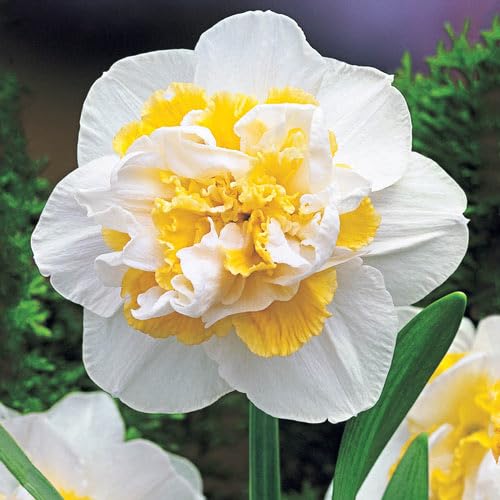 White Lion Double Daffodil