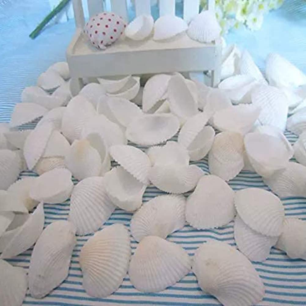 Guscio di Capesante Naturale da 25 Pezzi, Speciale per La Produzione Creativa DIY Fatta un Mano Guscio da Colorare DIY Fatto un Mano