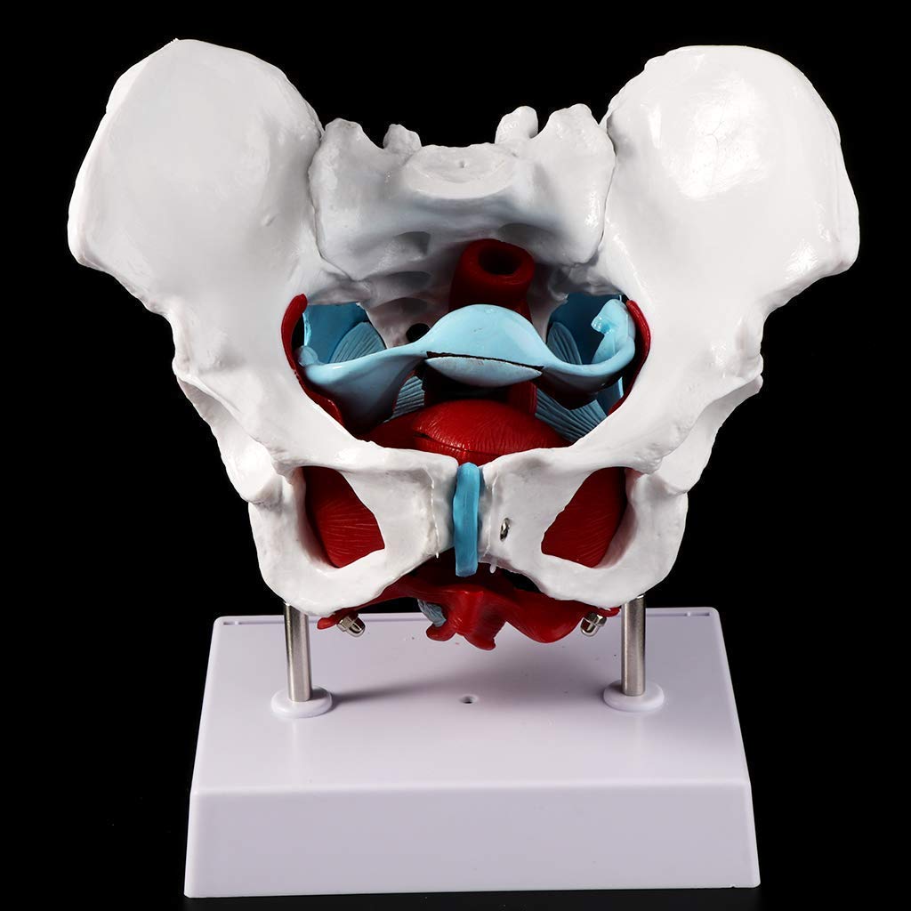 Anatomia Anatomia, Żeński Model Miednicy Mięsień Dna Miednicy, Mięsień Jajnika Mięśni Macicy Macicy Macicy Do Nauczania Zasobów Do Nauczania