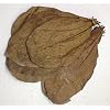 garnelenshop24de Tropical sea Almond exclusieve zeemandelboombladeren > sterke werkzame stoffen en geurstoffen…