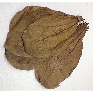 garnelenshop24de Tropical sea Almond exclusieve zeemandelboombladeren > sterke werkzame stoffen en geurstoffen…