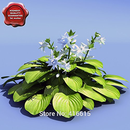 Hosta Seeds Hosta Plantaginea Aphrodite Seeds Shade Perennials Plantain