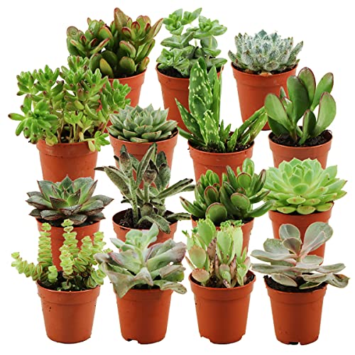 ZynesFlora Succulentes Naturelles en pot de fleurs Ø 5.5 cm - Lot de 15 - Hauteur: 5-10 cm - Mélange de Succulentes Petite Variétés Diverses Plantes...