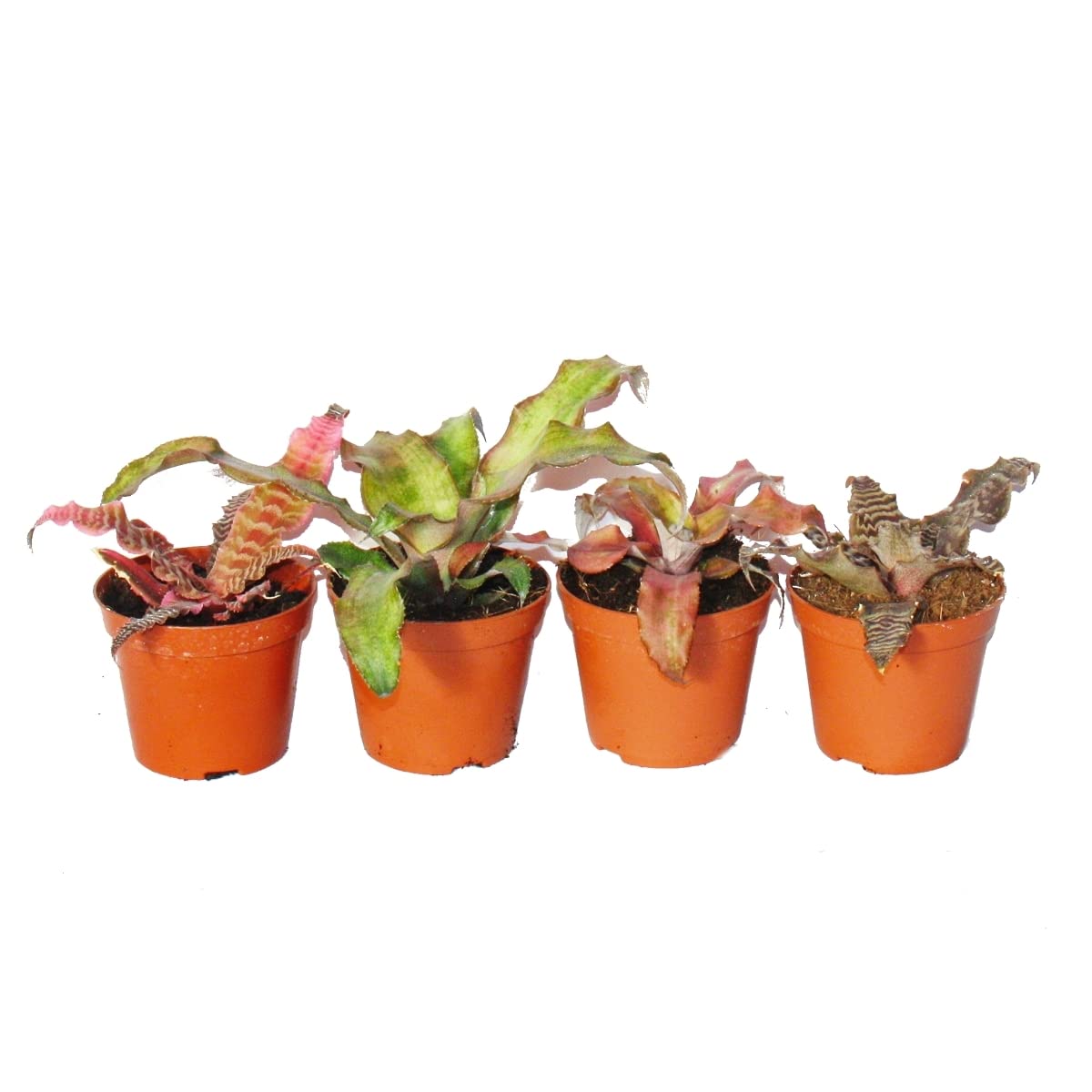 compo floranid erfahrungen Floranid Granulatdünger für Rasen für Sommer und Herbst 2,5 Kg – Iperverde main image 1