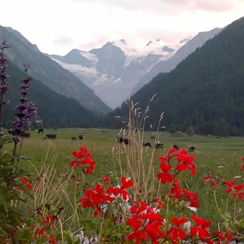 Radio Cogne cover art