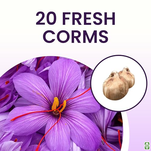 20 Jumbo Saffron Sativus Crocus Corms for Planting 2025 - Large 9/10 cm Saffron Crocus Bulbs - Premium Crocus Sativus for High-Yield Saffron Harvest - Image 3