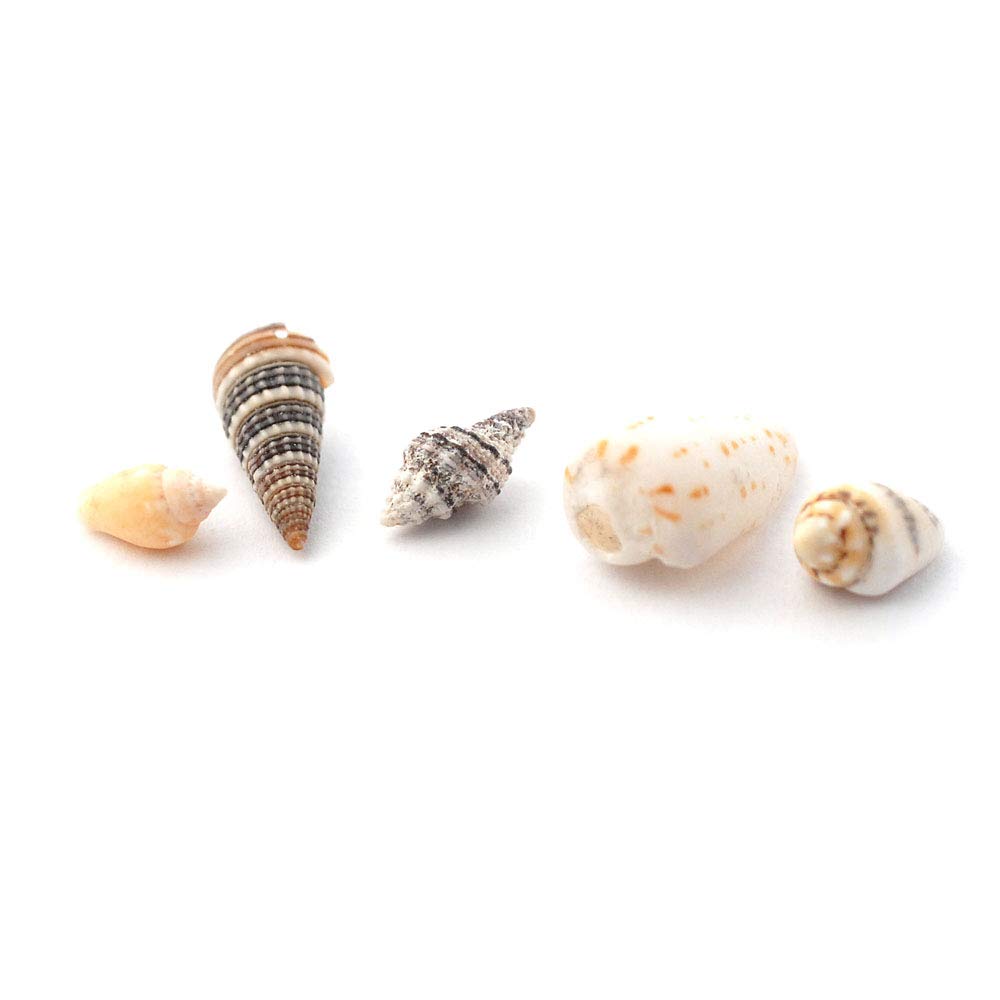 Set 5 Ornamenti Miniatura Conchiglie Mare Per Casa Delle Bambole - Scala 1:12 Melody Jane