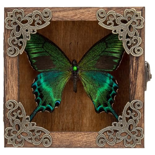 Taxidermy Butterfly Shadow Box Picture Frame - Real Butterfly Framed Meticulously Handcrafted, Framed Butterfly Taxidermy Gothic Room Decor (Green-Banded Queen Butterfly (Family Papilionidae))