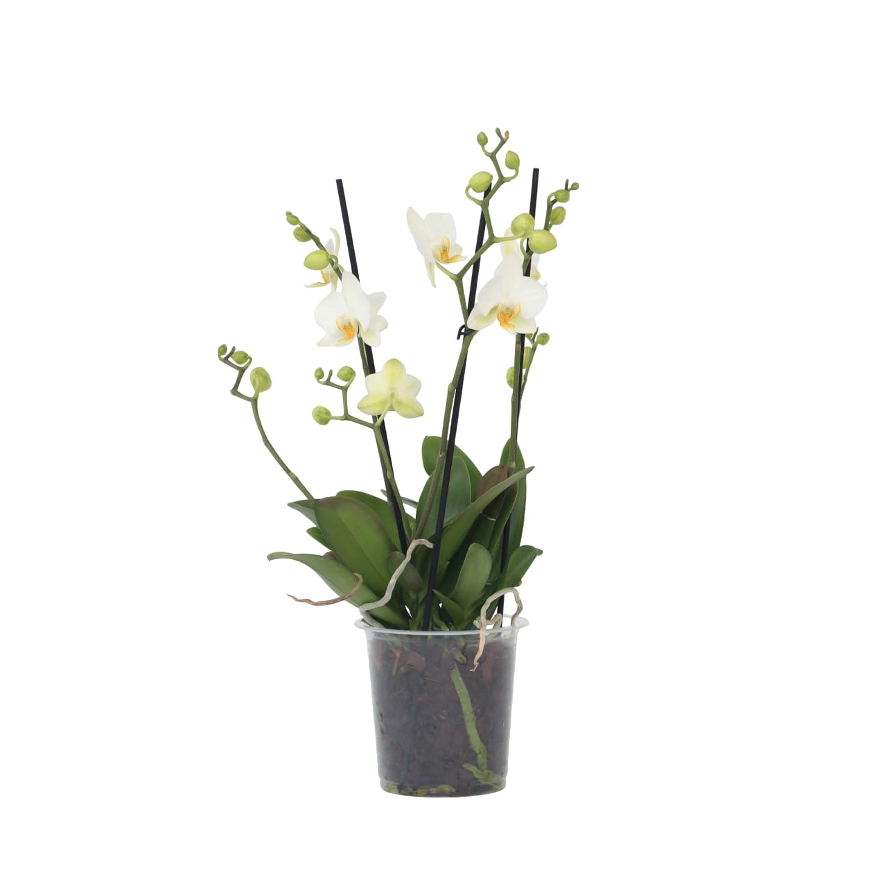 Plant in a Box - Phalaenopsis Multiflora - Orquídea Blanco - Planta de interior en flor - Apta para gatos - Maceta 12cm - Altura 35-45cm