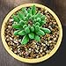 SHIZWU 5LB Coarse Sand, Colored Rocks Pebbles, Quartz Sand for Cactus Bonsai, Succulent Plant Bonsai Paving, Vase Filling Decoration, Natural Sand for Fish Tank Decoration Paving(2-4mm)