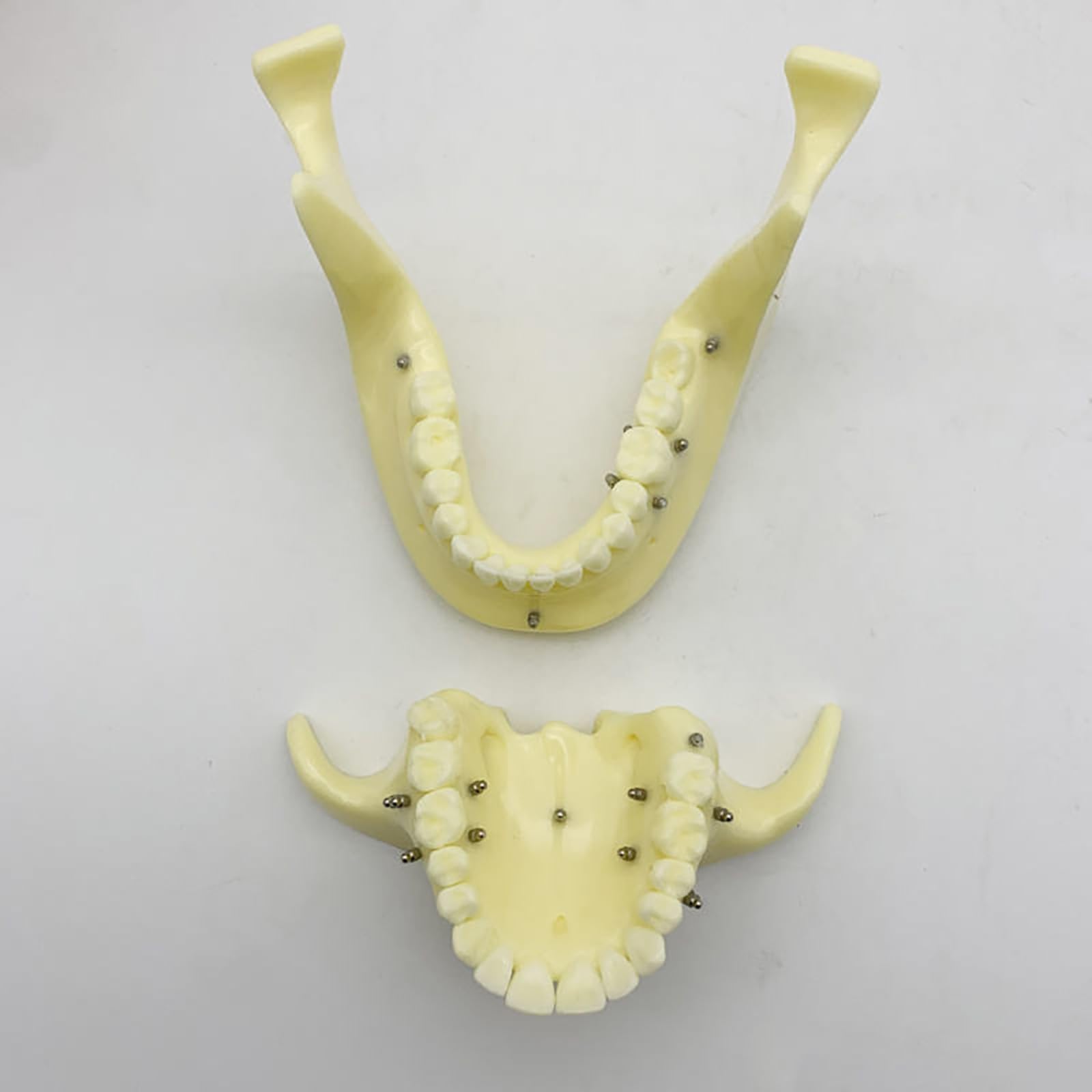 Modello dentale di base per la formazione sull'implantologia, a scopo didattico per studi odontoiatrici e ricerca medica.