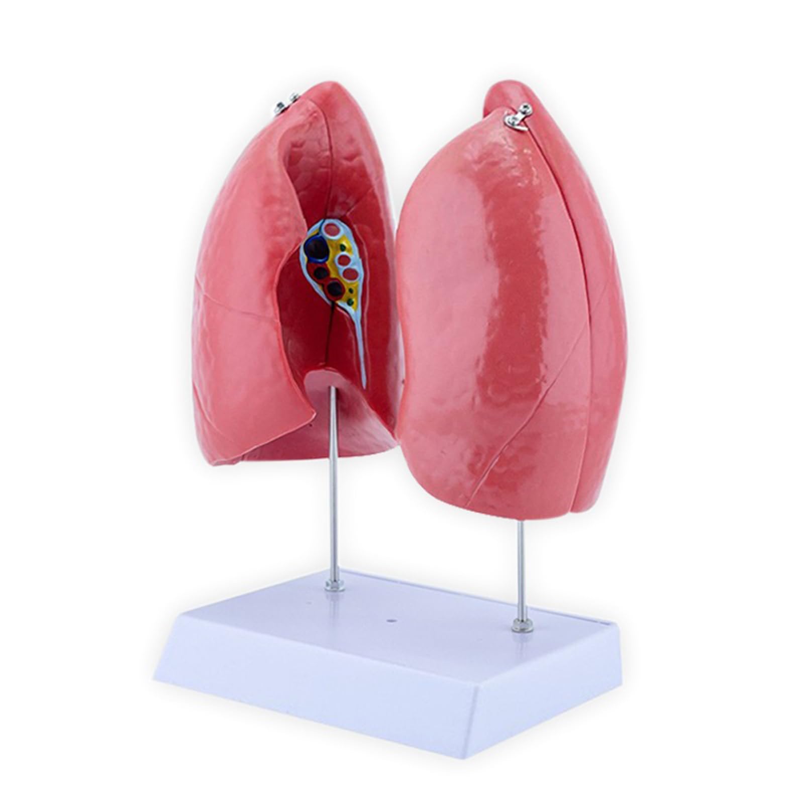 Kalttoy Anatomical Lung Model with Removable Parts Normal Lung Anatomy Model for Teaching Demonstration and Education Detachable