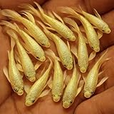 Live Full Gold Guppy Fry 10 Count Freshwater...