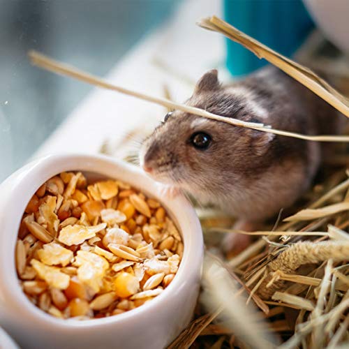 最安値 お得な2個セット Iikuru ハムスター 水飲み 餌入れ 陶器 ハリネズミ えさいれ えさ皿 セット ジャンガリアン ゴールデン キンクマ エサ 器 水入れ えさ入れ デグー フードボウル Y842の価格比較