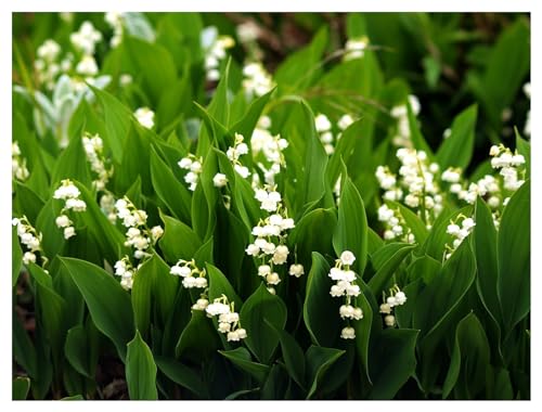 Stauden Gänge 1 x Convallaria majalis (Winterhart/Stauden/Staude/Mehrjährig/Bodendecker) Maiglöckchen - Der Frühlingsbote mit märchenhafter Eleganz - Toller Duft während der Blüte