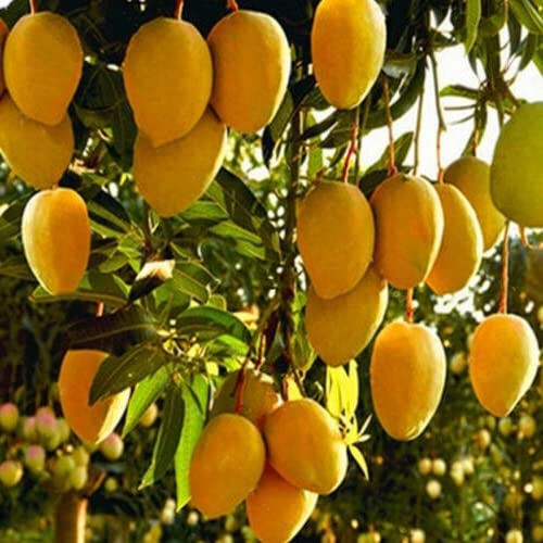 All time mango plant grafted baramasi (1 healthy live plant) (B0C5SCL4CS) Amazon Price History, Amazon Price Tracker