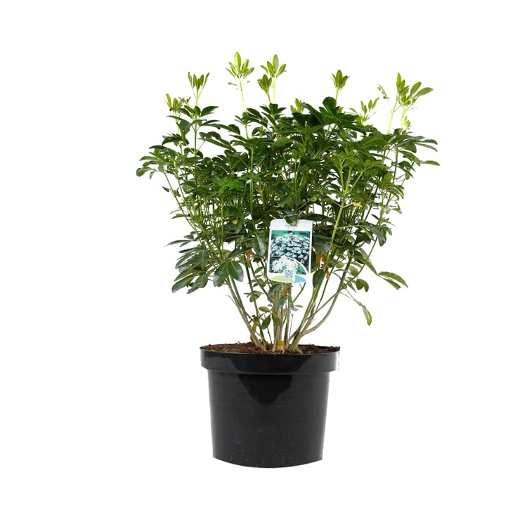 Oranger du Mexique – Choisya ternata 40-50 cm pot | Arbuste persistant, floraison blanche parfumée, parfait haie fleurie & jardin méditerranéen