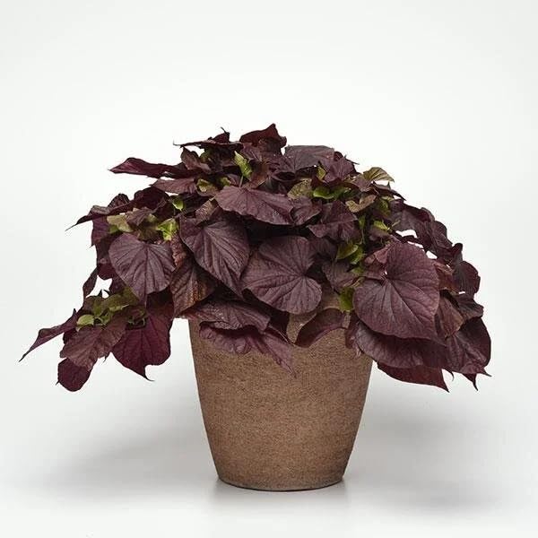Image of Purple Black Sweet Potato Vine Live Plant with Pot | Ornamental Ipomoea Live Plant | Fast Growing Hanging & Creeper Plant | Outdoor Decorative Foliage Plant for Garden, Balcony & Home