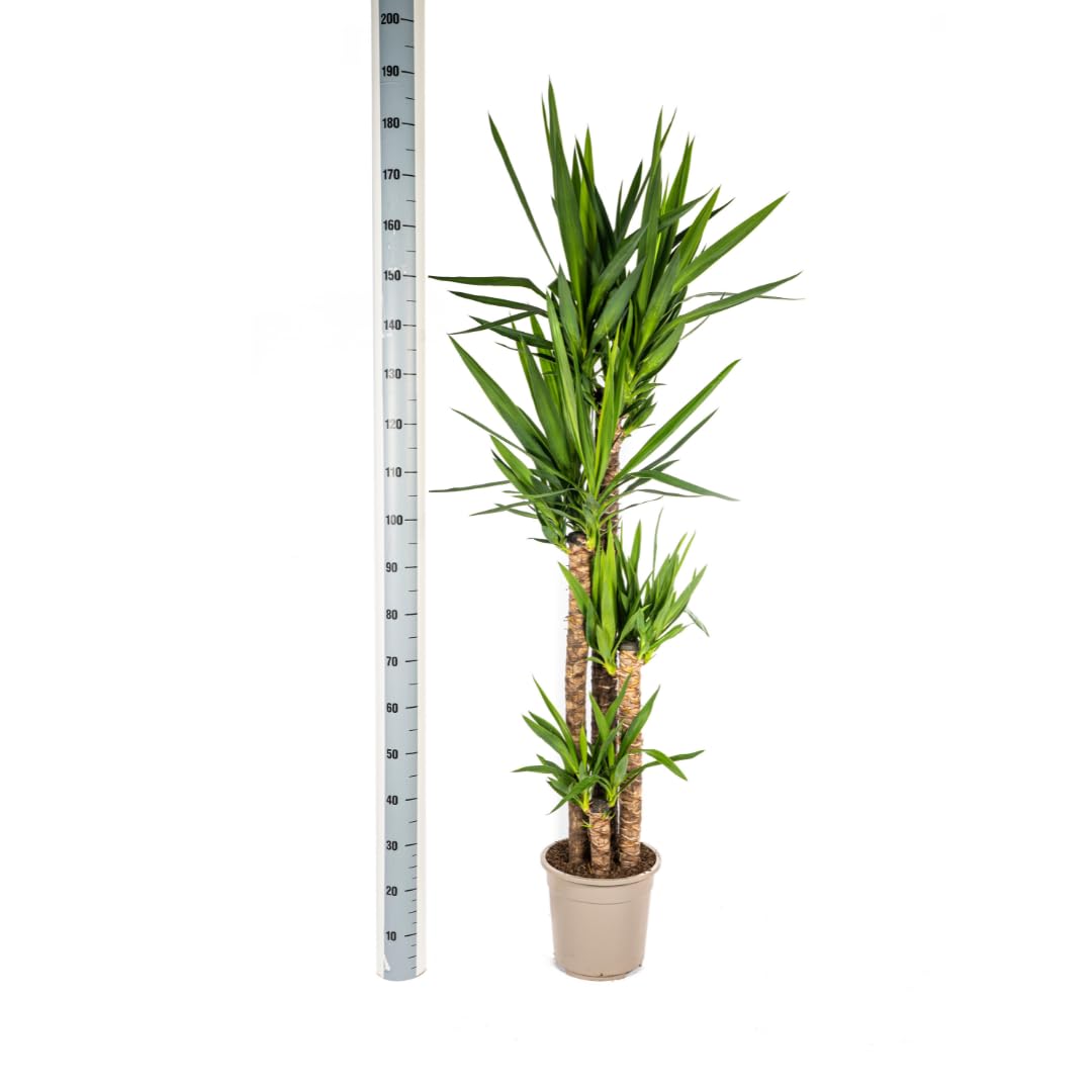 Yucca Elephantipes - 150-170cm - Ø27cm - Zimmerpflanze - Immergrün