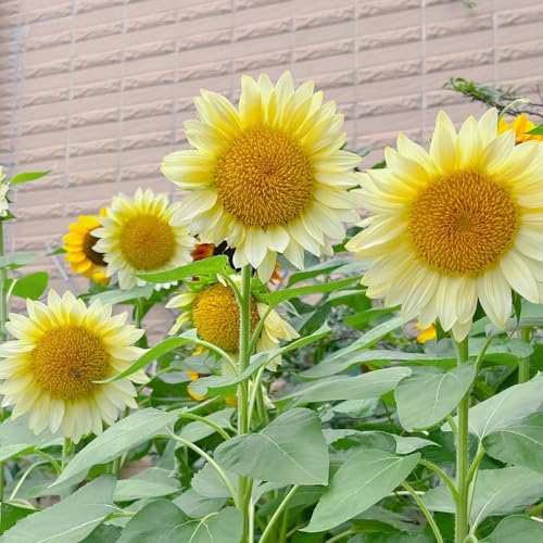 semillas de girasol, girasoles, resistentes en comprar de girasol de perennes para lugares soleados macizo 600pcs
