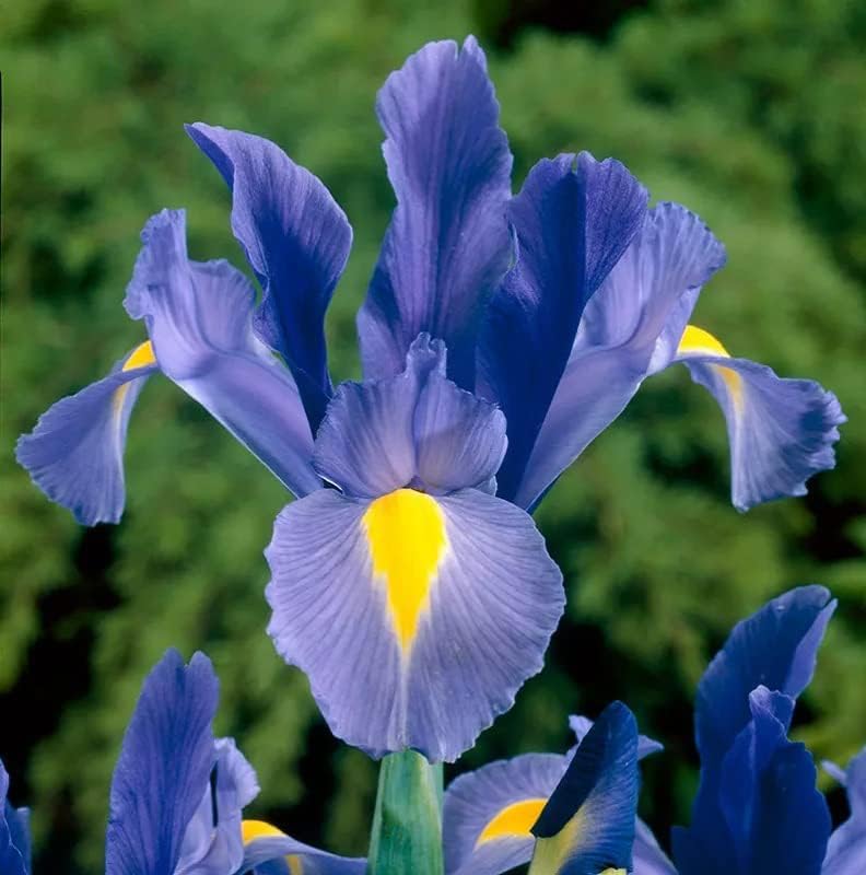 Sapphire Beauty Dutch Iris Bulbs - Stunning Blue Blooms | Blue Dutch Iris Flower Bulbs, Low Maintenance and Stunning Blue Flowers - Easy to Grow (12 Pack)