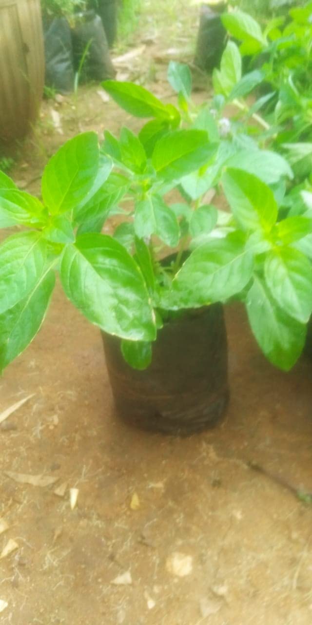 Anuraj farms Pepper Mint Live Plant, Kitchen Garden Herb, Basil Mint, Peppermint Live Plant (B0BN1WDCWN) Amazon Price History, Amazon Price Tracker