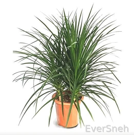 EverSneh Real Live Dracaena cambodiana Cambodian Dragon Tree Pack Of 1 Healthy Plant (Dracaena cambodiana) With Plastic Pot (B0BT1Q5JMR) Amazon Price History, Amazon Price Tracker