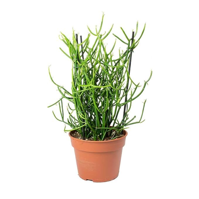 INGLIS PLANTOPIA Live pencil cactus plant (Euphorbia tirucalli) with pot (B0CM26T7HQ) Amazon Price History, Amazon Price Tracker